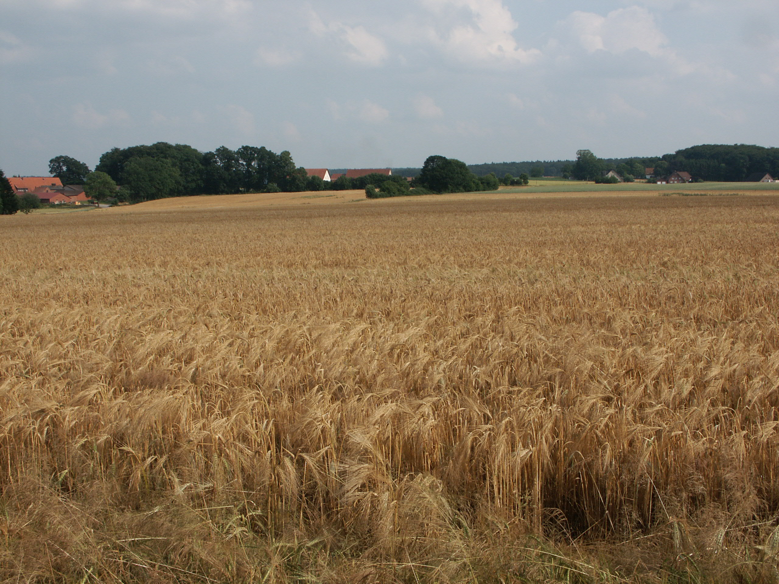 Abb. 5: Lechtinger Plaggeneschfläche (Foto: K. Mueller)